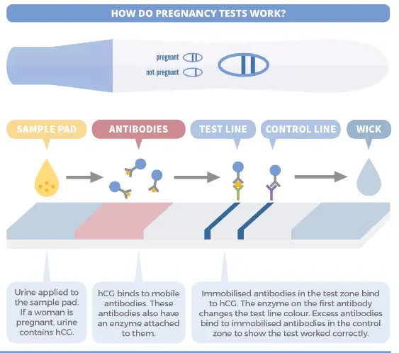 Routine Urine Tests In Pregnancy: Normal Level, Procedure, And Cost -  Queens Health